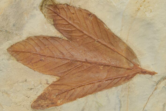 Fossil Sycamore Leaf (Macginitiea) - Montana #213262